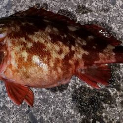 太刀魚とカサゴ